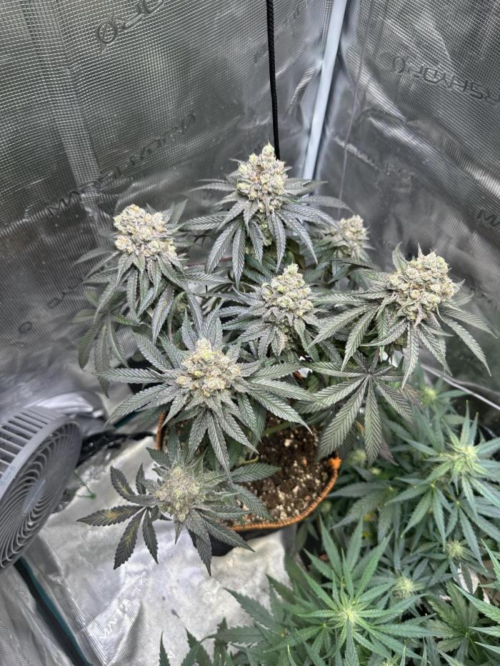 First Time Permanent Marker 🖊️🤩. Week 13