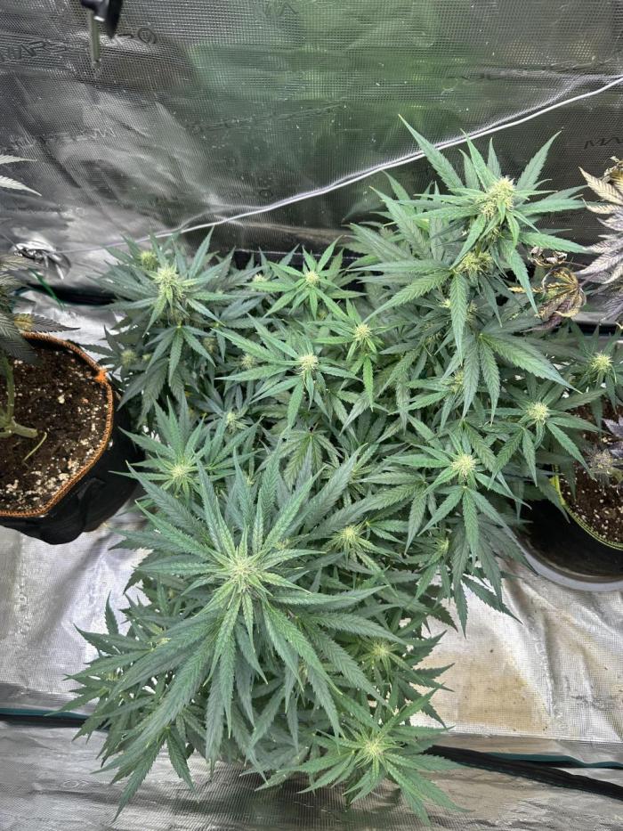 Clash of Titans 💥. Week 6