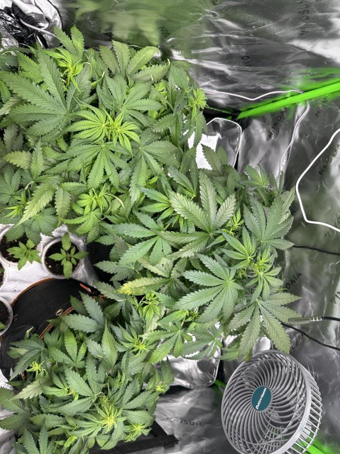 Lets find the real: Sweet Mango. Week 4