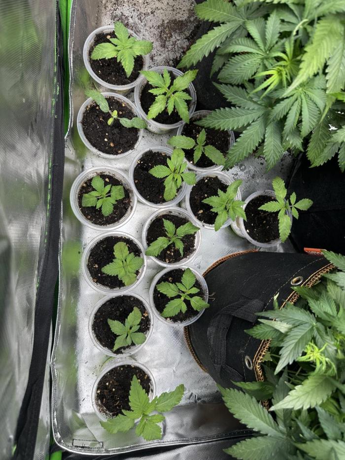 The modern classic: Orange Bud 2.0. Week 2