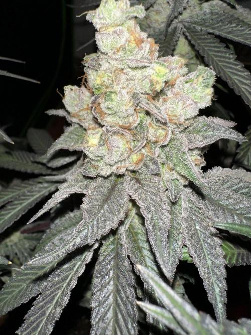 First Time Permanent Marker 🖊️🤩. Week 14