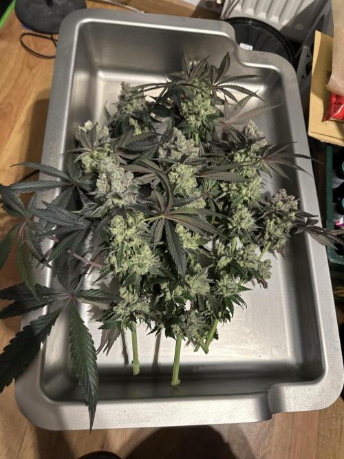 First Time Permanent Marker 🖊️🤩. Week 14