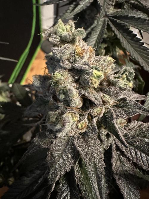 First Time Permanent Marker 🖊️🤩. Week 14