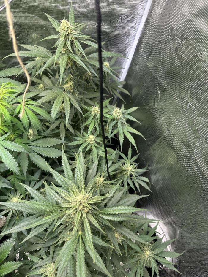 Clash of Titans 💥. Week 7