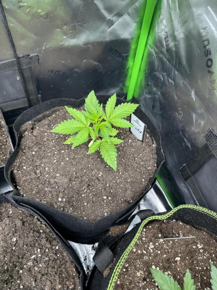 The modern classic: Orange Bud 2.0. Week 3