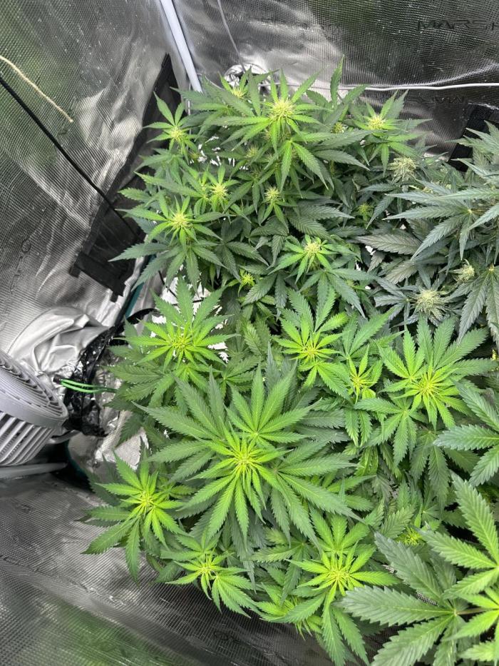 Lets find the real: Sweet Mango. Week 5