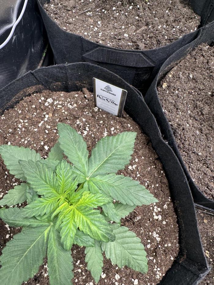 Medical grow: Painkiller XL. Week 3