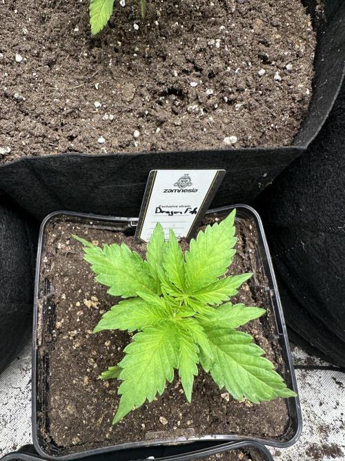 First copycat tryout. Week 3