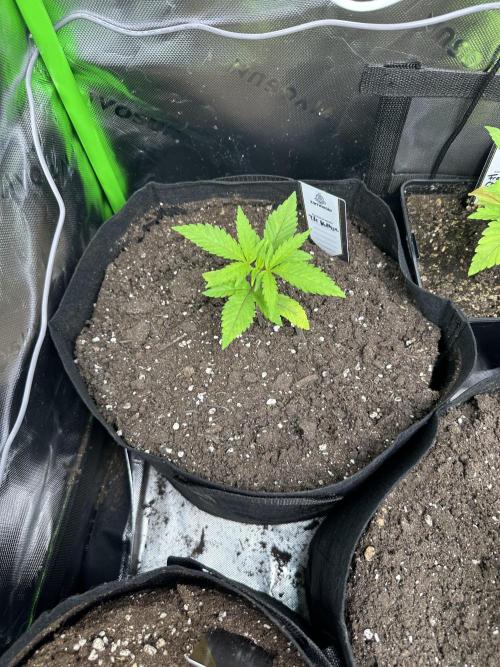 First copycat tryout. Week 3