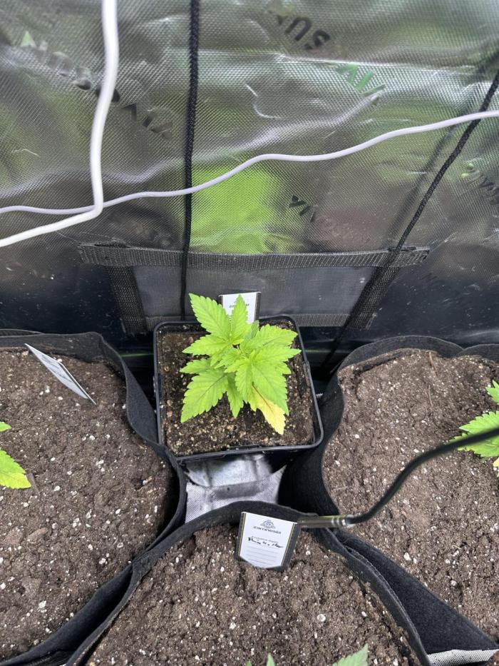 Ice Sweets: Frozen black cherry. Week 3