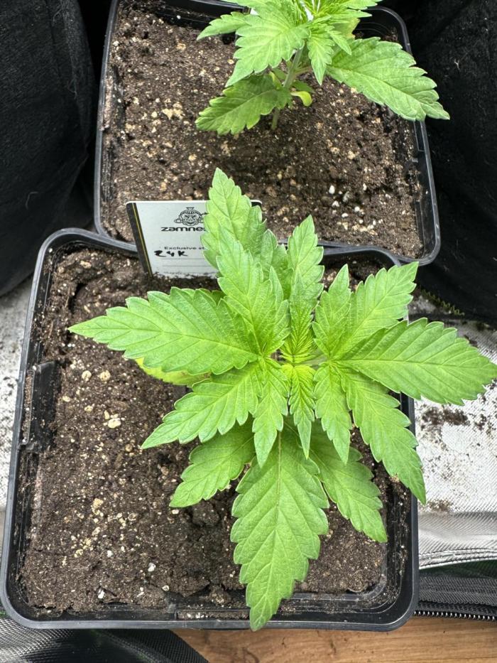 Mystery grow. Week 3