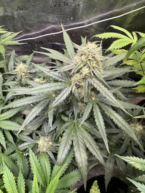 Clash of Titans 💥. Week 8