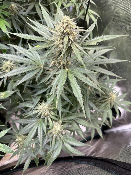 Clash of Titans 💥. Week 8