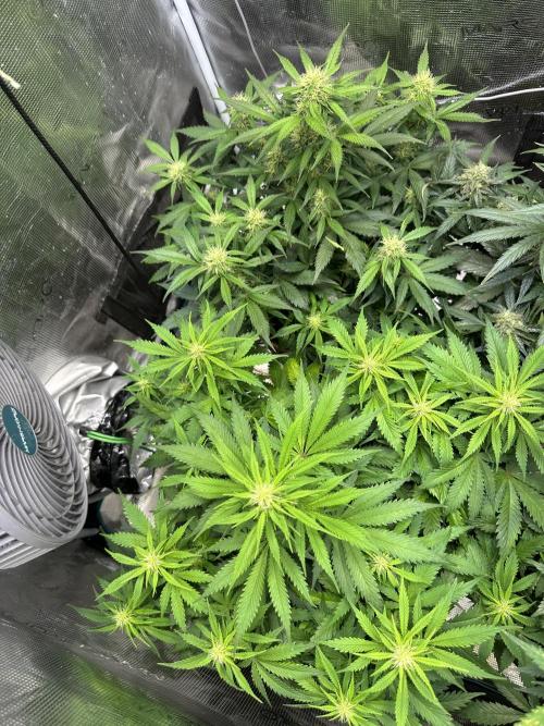 Lets find the real: Sweet Mango. Week 6