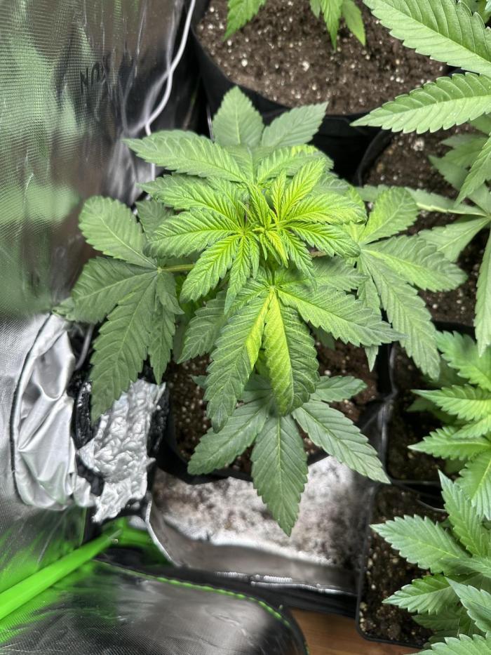 Medical grow: Painkiller XL. Week 4