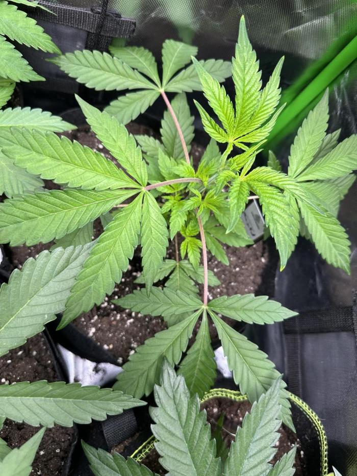 The modern classic: Orange Bud 2.0. Week 4