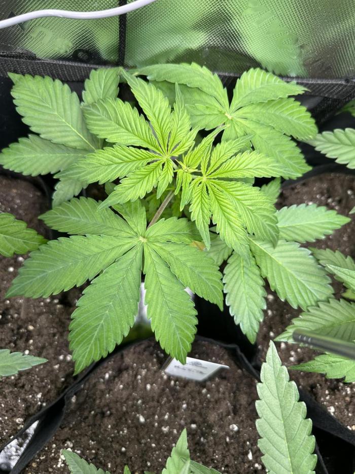 Ice Sweets: Frozen black cherry. Week 4