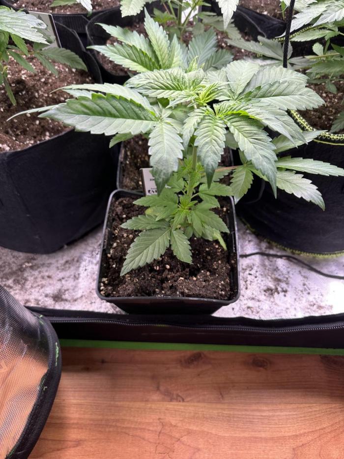 Mystery grow. Week 4