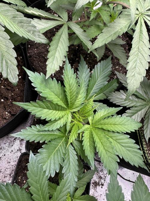 First copycat tryout. Week 4