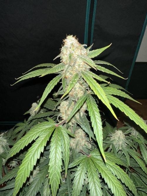 Clash of Titans 💥. Week 9