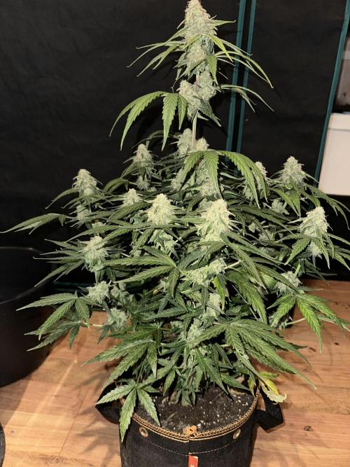 Clash of Titans 💥. Week 9