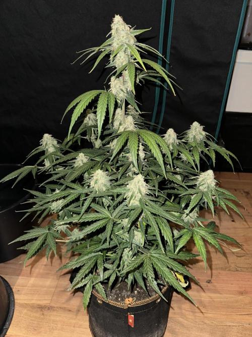 Clash of Titans 💥. Week 9