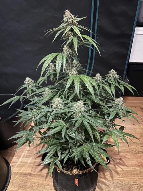 Clash of Titans 💥. Week 9