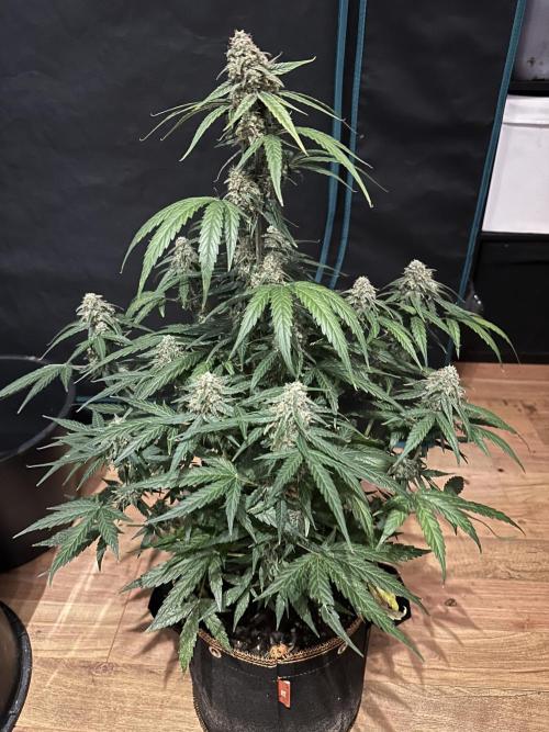 Clash of Titans 💥. Week 9