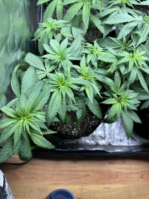 Medical grow: Painkiller XL. Week 5