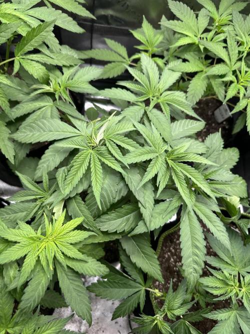 Medical grow: Painkiller XL. Week 5