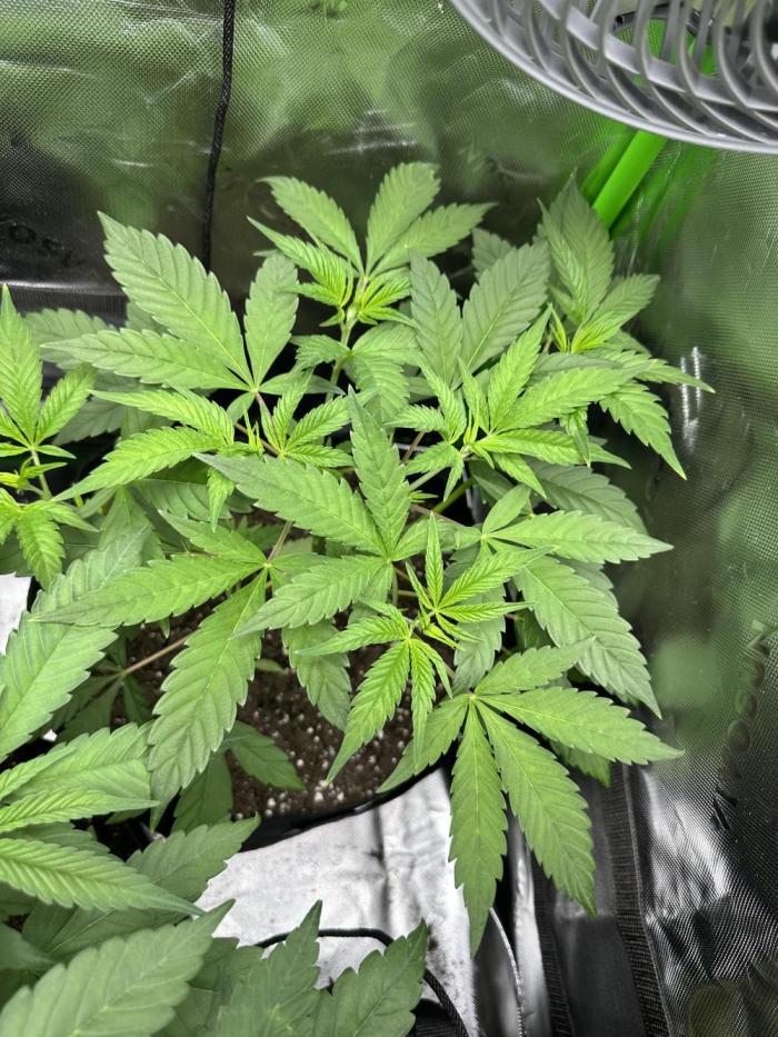 The modern classic: Orange Bud 2.0. Week 5