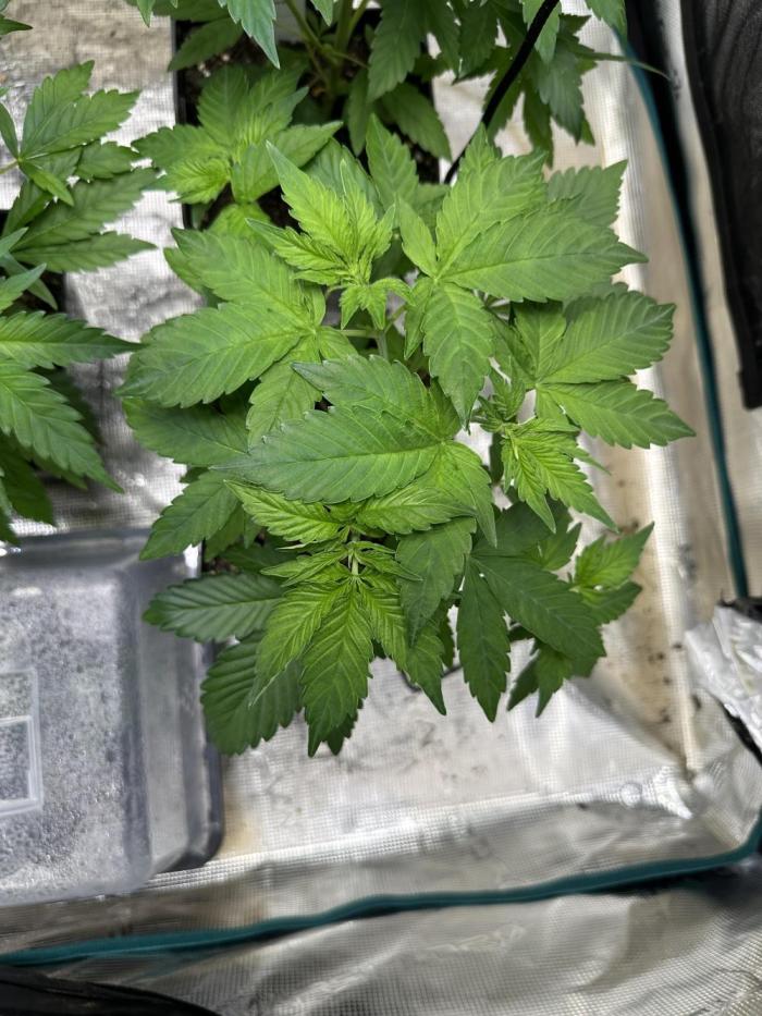 Ice Sweets: Frozen black cherry. Week 5