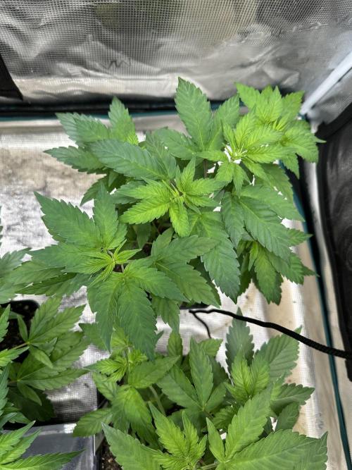 First copycat tryout. Week 5