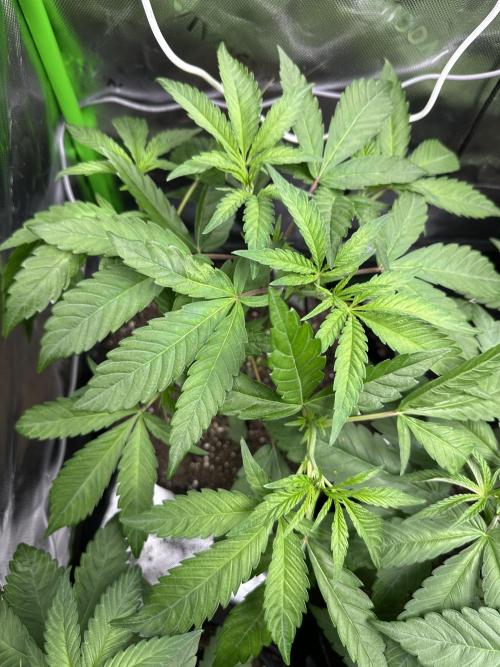 First copycat tryout. Week 5