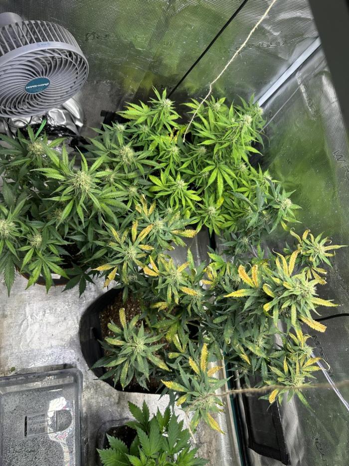 Lets find the real: Sweet Mango. Week 7