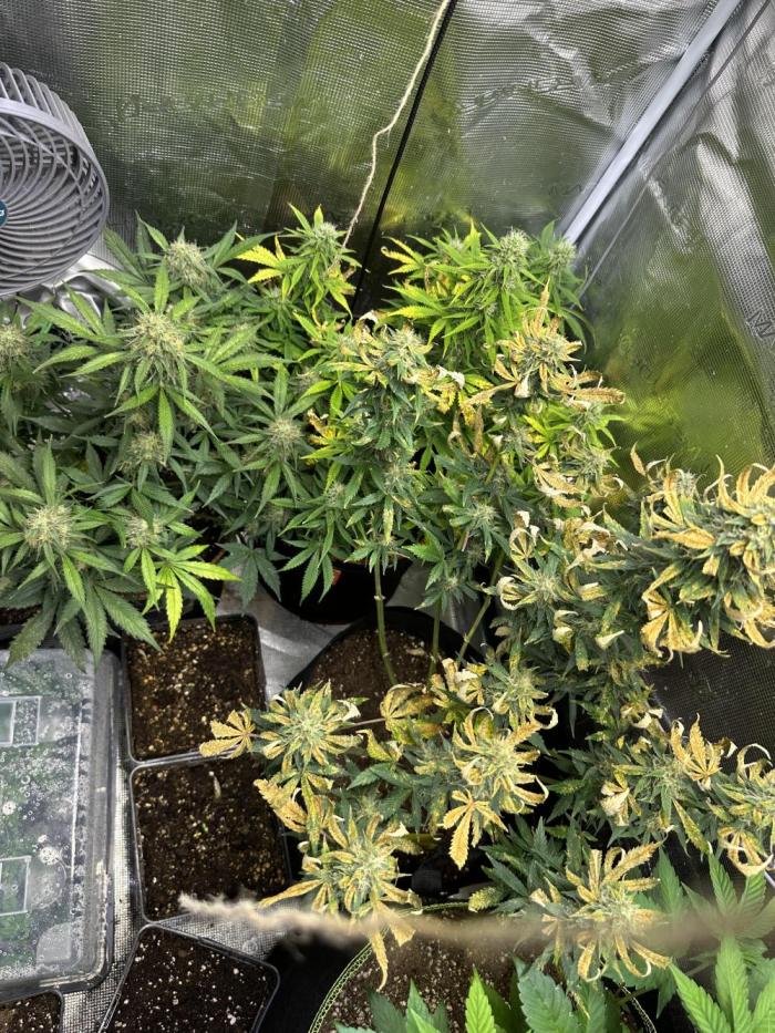 Lets find the real: Sweet Mango. Week 8