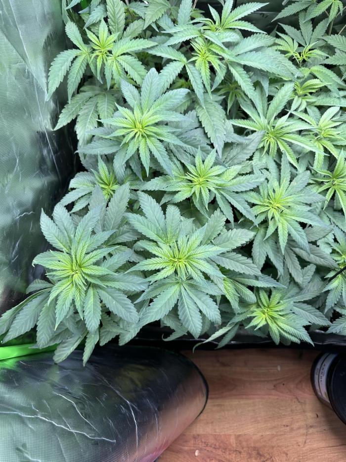 Medical grow: Painkiller XL. Week 6