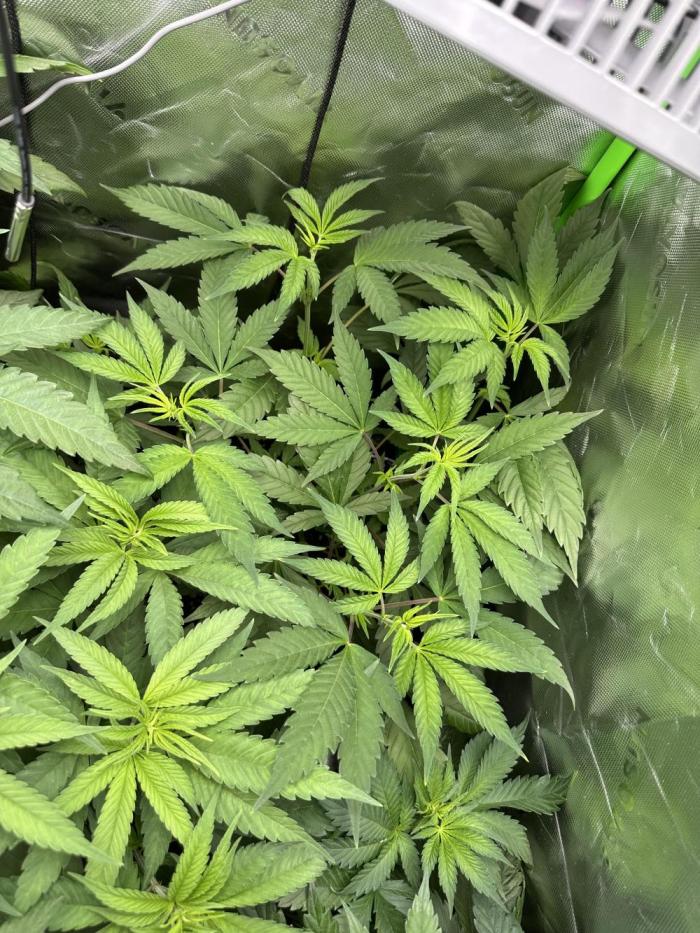 The modern classic: Orange Bud 2.0. Week 6