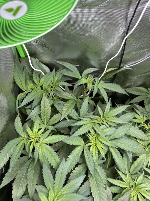 First copycat tryout. Week 6