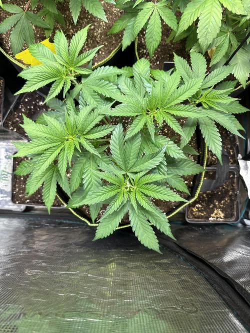 First copycat tryout. Week 6