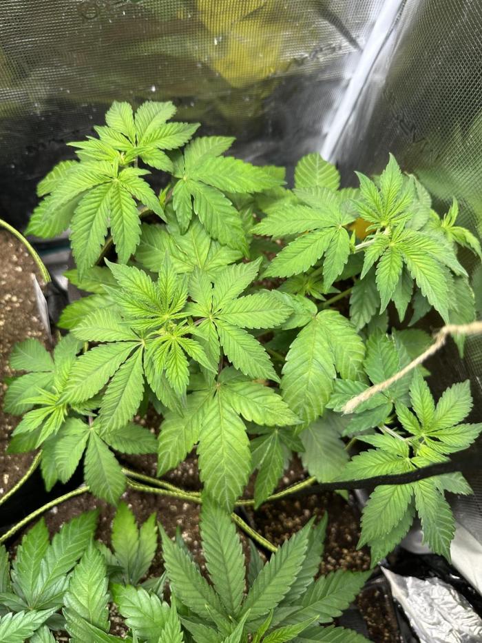 Ice Sweets: Frozen black cherry. Week 6