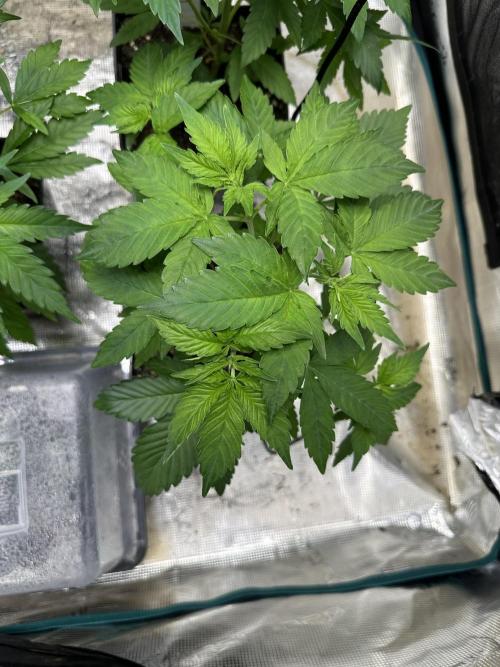 Mystery seed . Week 5