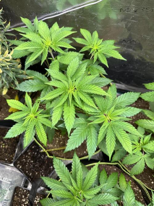 Mystery seed . Week 6