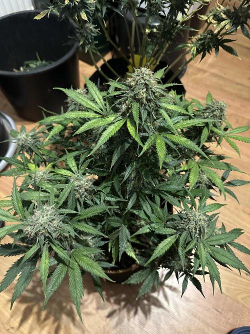 Lets find the real: Sweet Mango. Week 9