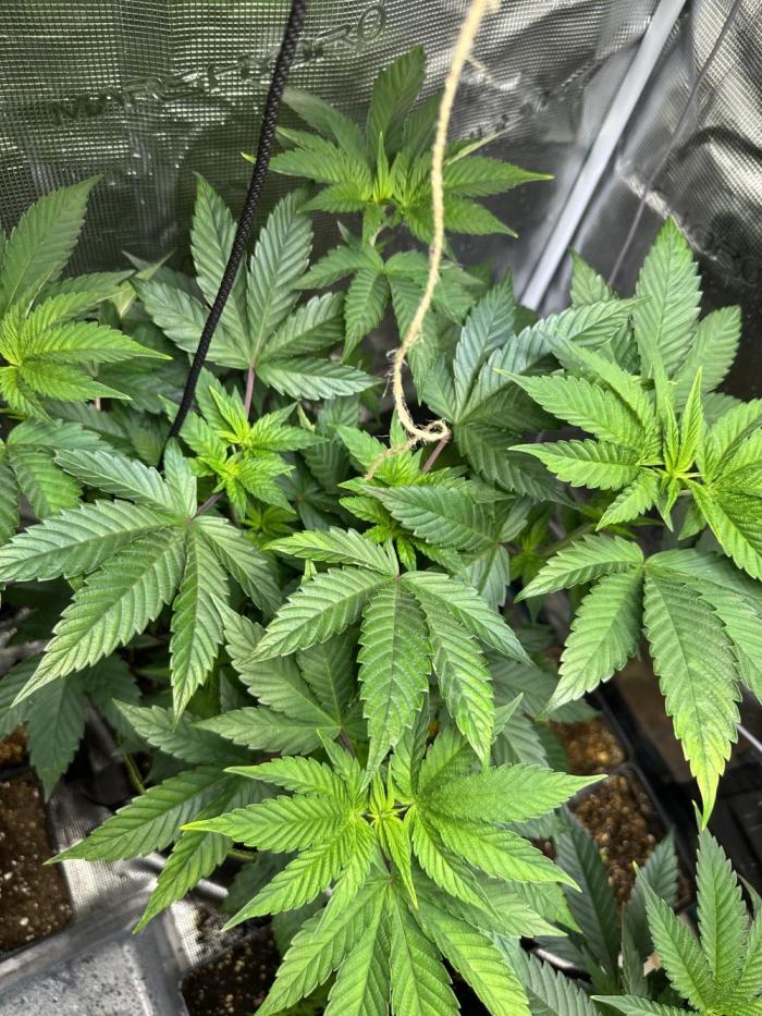 Mystery grow. Week 7