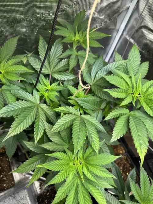 Mystery seed . Week 7