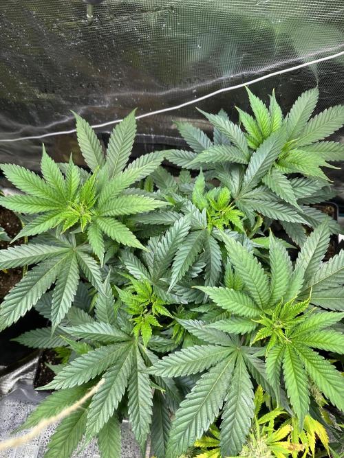 First copycat tryout. Week 7