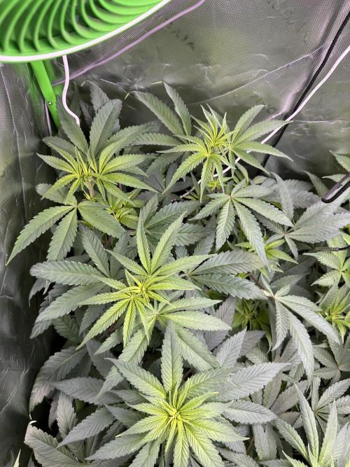 First copycat tryout. Week 7