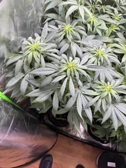 Medical grow: Painkiller XL. Week 8