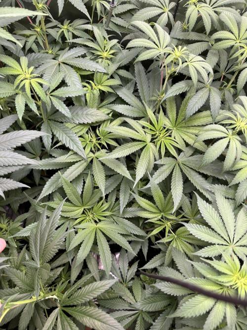 Medical grow: Painkiller XL. Week 8